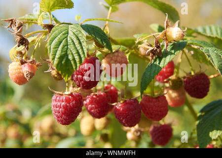 Ramo di fall-cuscinetto lampone con molte bacche rosse Foto Stock