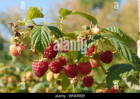 Ramo di fall-cuscinetto lampone con molte bacche rosse Foto Stock