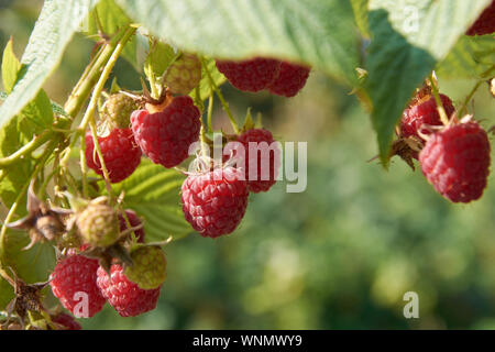 Ramo di fall-cuscinetto lampone con molte bacche rosse Foto Stock