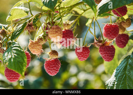 Ramo di fall-cuscinetto lampone con molte bacche rosse Foto Stock