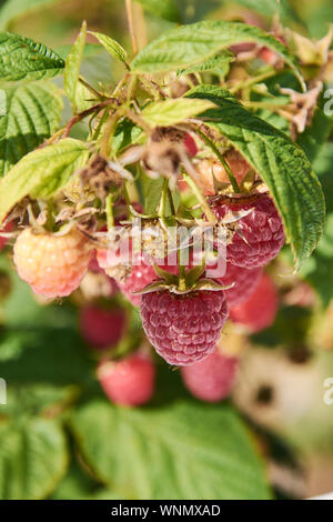 Ramo di fall-cuscinetto lampone con molte bacche rosse Foto Stock