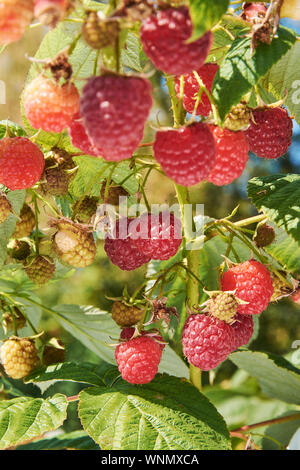 Ramo di fall-cuscinetto lampone con molte bacche rosse Foto Stock