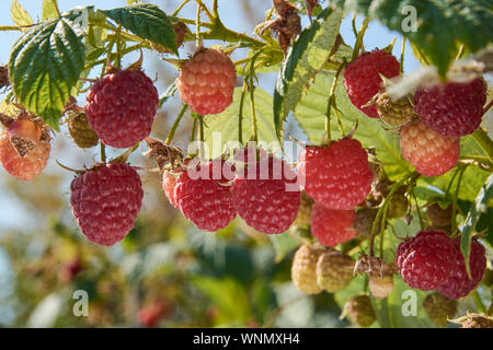 Ramo di fall-cuscinetto lampone con molte bacche rosse Foto Stock