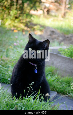 Bellissimo gatto nero con medaglione in pet in giardino Foto Stock