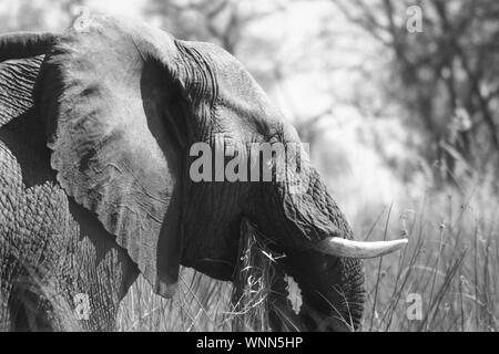 Okavango Delta, Bostwana, Africa Foto Stock