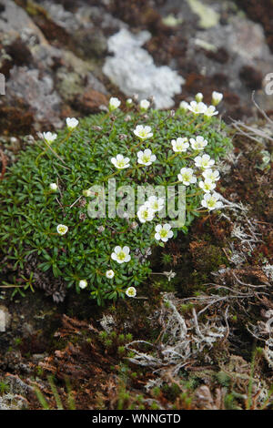 Diapensia - Diapensia lapponica - lungo l'Appalachian Trail nelle White Mountains, New Hampshire durante i mesi estivi. Trovato a maggiore elevatio Foto Stock