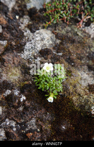 Diapensia - Diapensia lapponica - lungo l'Appalachian Trail nelle White Mountains, New Hampshire durante i mesi estivi. Trovato a maggiore elevatio Foto Stock