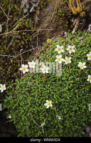 Diapensia - Diapensia lapponica - lungo l'Appalachian Trail nelle White Mountains, New Hampshire durante i mesi estivi. Trovato a maggiore elevatio Foto Stock