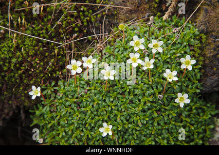 Diapensia - Diapensia lapponica - lungo l'Appalachian Trail nelle White Mountains, New Hampshire durante i mesi estivi. Trovato a maggiore elevatio Foto Stock