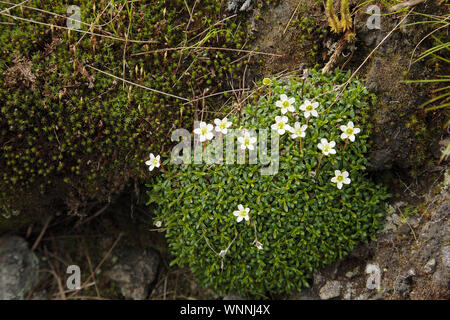 Diapensia - Diapensia lapponica - lungo l'Appalachian Trail nelle White Mountains, New Hampshire durante i mesi estivi. Trovato a maggiore elevatio Foto Stock