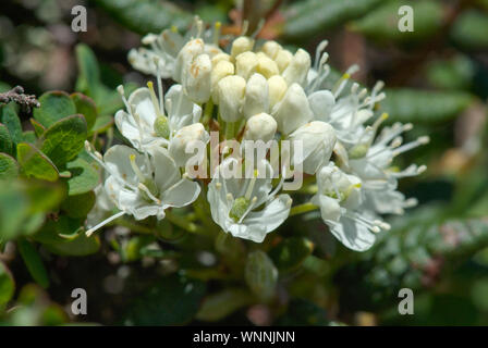 Il Labrador Tea -Ledum groenlandicum- nelle White Mountains, New Hampshire durante i mesi estivi. Questa pianta può essere trovata su pendii rocciosi del Foto Stock