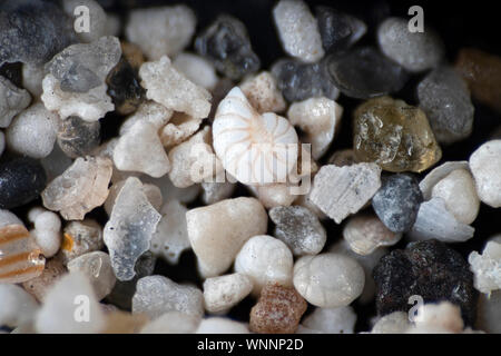 Fondali marini, la Grande Barriera Corallina, Australia, 76 braccia Foto Stock