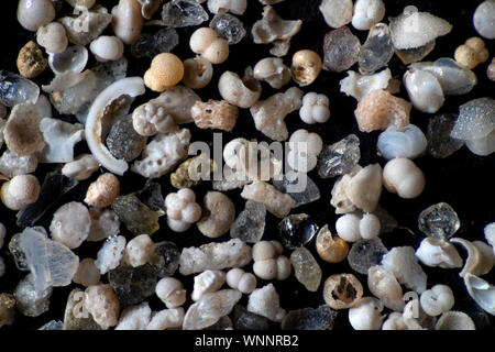 Fondali marini, la Grande Barriera Corallina, Australia, 76 braccia Foto Stock