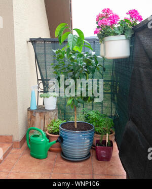 Lemon Tree crescono in vaso di fiori sul balcone Foto Stock