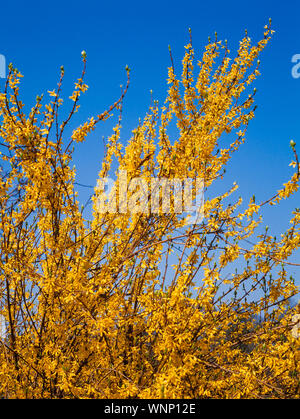 Fioriture primaverili, Forsitia sp. luminose fiori gialli, sole luminoso cielo blu Foto Stock