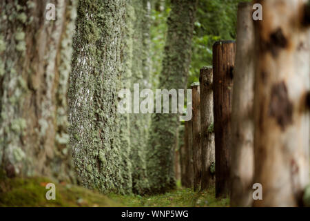 Un bellissimo viale di moss alberi coperti e una vecchia recinzione di legno Foto Stock