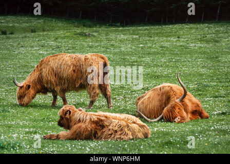 Highland scozzesi bovini, Highlands Occidentali, REGNO UNITO Foto Stock
