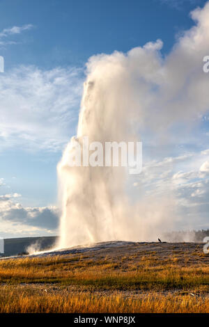 Vecchie fedeli esplode durante il tramonto al Parco Nazionale di Yellowstone in Wyoming, STATI UNITI D'AMERICA. Il famoso geyser erutta ad un intervallo medio di 90 minuti, l'espulsione Foto Stock