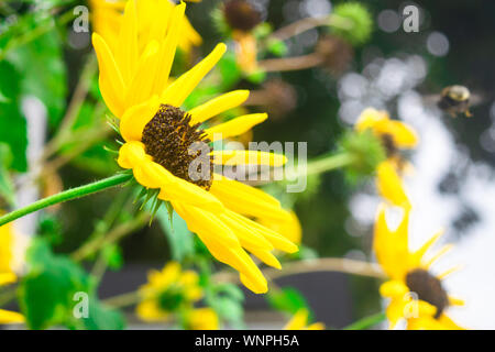 Bee raccoglie il nettare da un fiore di girasole immagine di sfondo Foto Stock