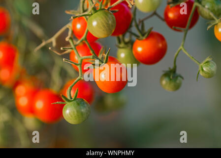 Pomodori ciliegia su un ramo. La coltivazione di pomodori in una serra. Mature e frutti immaturi di pomodori.