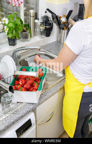 Giovane donna sciacqua le fragole in cucina. La governante in giallo grembiule di lavaggio e pulizia rosso fresco fragola per la succhieruola Foto Stock