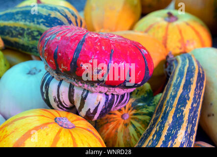 Composizione di autunno con diversi tipi di zucca. Foto Stock