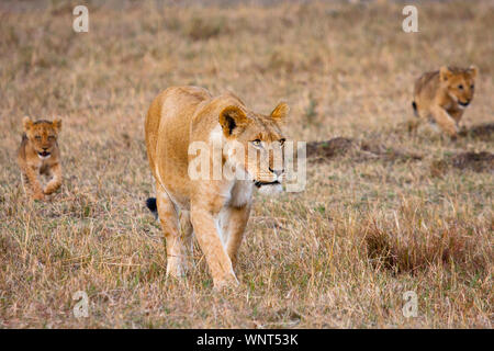 Una leonessa con ridacchiando cubs appeso di ritorno a casa dalla mattina presto hunt, nel Maasai Mara, Kenya. Foto Stock