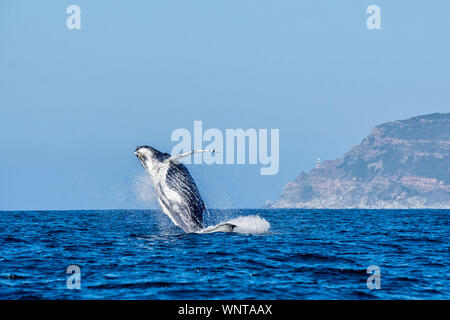 Un Humpback Whale violazione di fronte a Cape Point in False Bay, Sud Africa Foto Stock