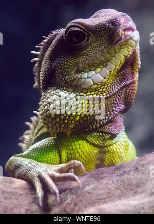 Colorata lucertola Iguana close up Foto Stock