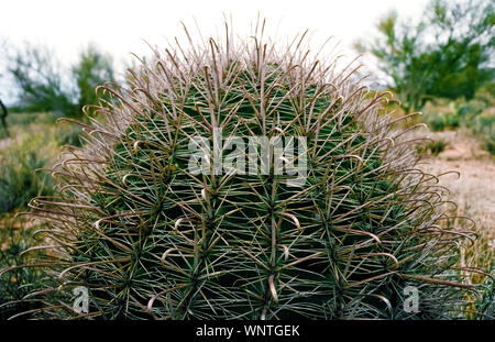 Questo close-up fotografia mostra righe di bruscamente a punta di spine conformata come monachelle ad amo dare il nome al barile fishhook cactus (Ferocactus wislizenii) che cresce in Arizona centromeridionale, Stati Uniti d'America e il nord Sonora, Messico. Questa specie di canna cactus ha diversi altri nomi, compresi candy canna, bussola canna, Arizona canna e canna Southwestern cactus. La pianta del deserto è facilmente identificato dalla sua lunga agganciata dorsi spessi e canna-corpo sagomato che varia in diametro da 18 a 30 pollici (da 46 a 76 centimetri). Foto Stock