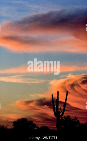 Il sole di setting sagome un torreggianti cactus Saguaro e colori nuvole temporalesche a creare la propria arte nel cielo sopra il deserto di Sonora a Tucson, Arizona, nel sudovest degli Stati Uniti. I turisti e i locali a meraviglia gli spettacolari tramonti del deserto in Arizona; anche la bandiera di stato dispone di una impostazione sun. Foto Stock