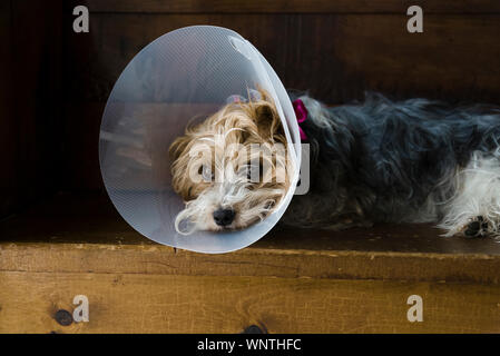 Un cane di piccola taglia con cono di veterinaria sulla chirurgia dopo la posa su un banco di lavoro. Foto Stock