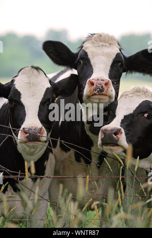 Mungere le mucche al pascolo in pascolo in Upstate New York Foto Stock