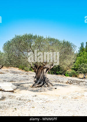 1000 anno vecchio olivo con cielo blu in background a Pont du Gard in Provenza. Foto Stock