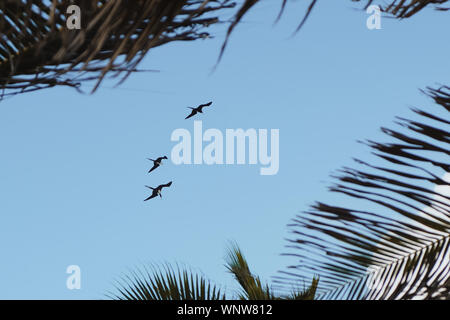 Tre le fregate flying overhead in formazione contro il cielo blu in Bonaire Foto Stock