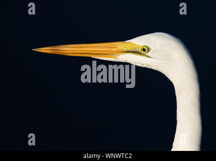 Airone bianco maggiore (close-up) Foto Stock