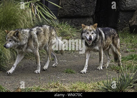 Messicano Lupo grigio. Due lupi a piedi a sinistra. Uno che guarda a destra della fotocamera. Foto Stock