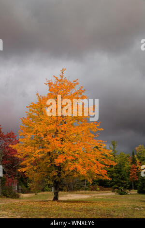 Autunno a colori per quanto l'occhio può vedere. Upstate New York New England, Vermont e New Hampshire foreste e boschi sono riempiti con l'autunno di colore in autunno Foto Stock