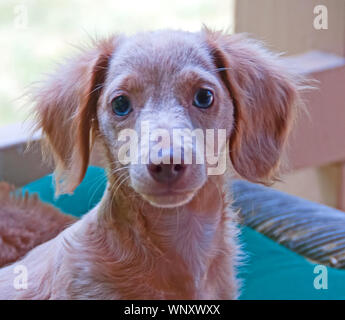 Fotografia di una bionda, blue-eyed, longhair bassotto cucciolo. Foto Stock