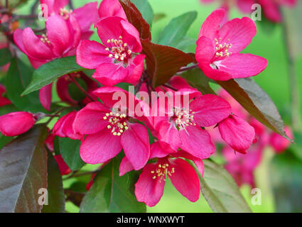 Fotografia di deep pink crabapple fiorisce su un albero crabapple Foto Stock