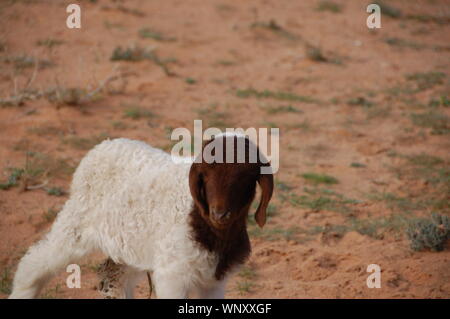 Agnello in un campo Foto Stock