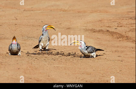 3 hornbill uccelli sulla sabbia sul terreno, Botswana, Africa. Foto Stock