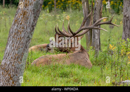 Forte Ekl, wapiti (Cervus canadensis) sull'erba durante rut. Foto Stock