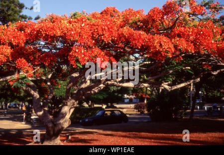 La Poinciana (Delonix regia) è un grande albero che colpisce con vibranti fiori rossi in estate. Considerato come uno dei migliori alberi di ombra in subtropics. Foto Stock