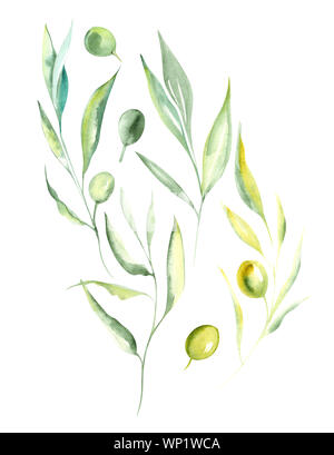 Illustrazione disegno ad acquerello colore verde dei rami di ulivo e frutti in un insieme su un sfondo isolato Foto Stock