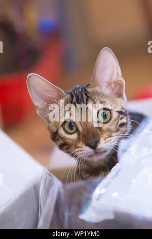 Foto di una razza pura e tabby spotted bengala Gatto sdraiato e guardando in avanti in un appartamento Foto Stock