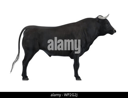 Bull isolato Foto Stock