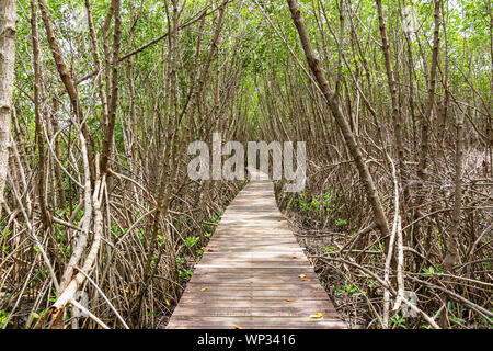 Un lungo percorso di legno nella foresta di mangrovie sfondo. Foto Stock