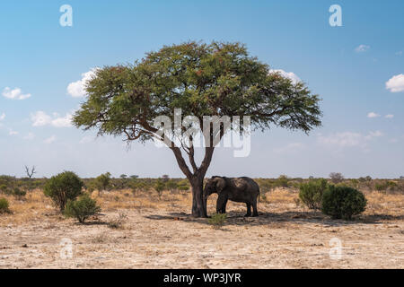 Elephant appoggiata con la testa contro il tronco di un albero, dormendo in Botswana Foto Stock