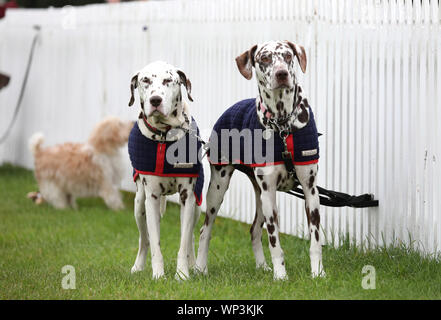 Stamford, Lincolnshire, Regno Unito. 06 Sep, 2019. Due cani attendere per i loro proprietari al Land Rover Burghley Horse Trials, Stamford, Lincolnshire, il 6 settembre 2019. Credito: Paolo Marriott/Alamy Live News Foto Stock